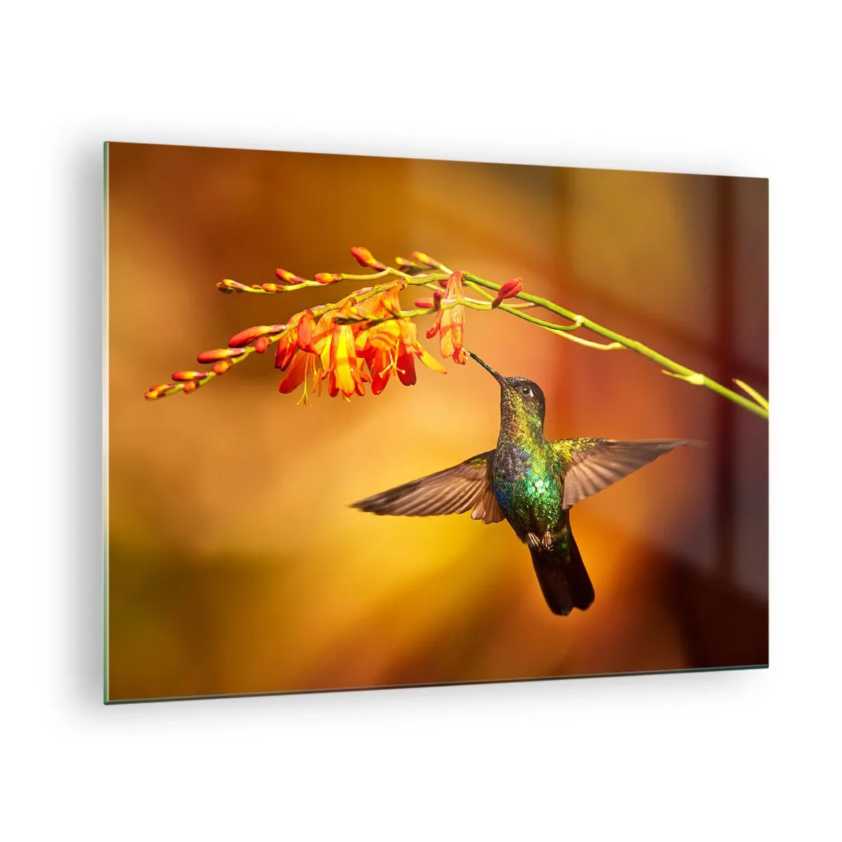 Tablou pe sticlă - Colibri lângă flori într-o strălucire aurie - 70x50cm - Mesagerul mayaș al luminii - Decorațiune modernă pentru perete pentru living și dormitor ARTTOR