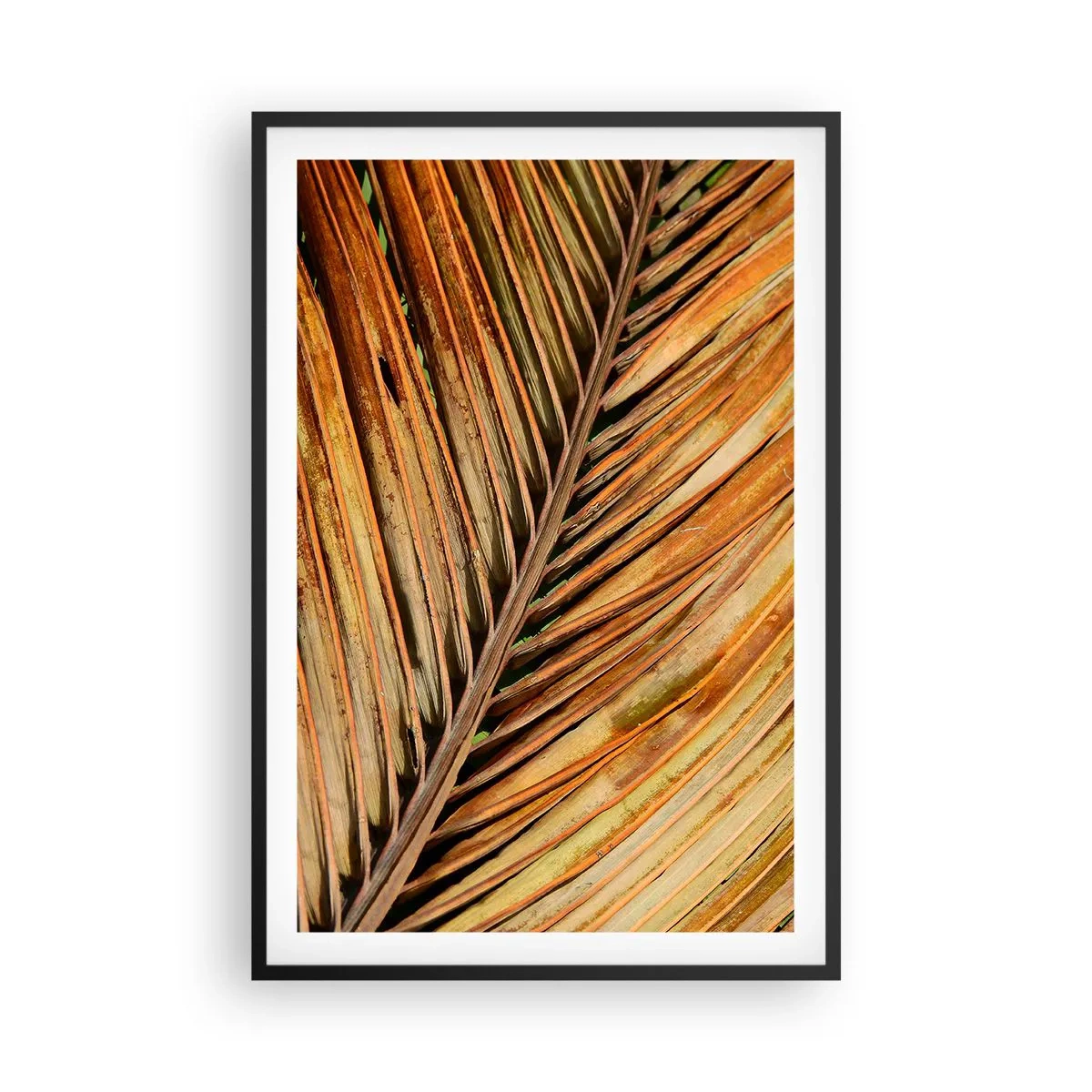Poster în ramă neagră - Aur de nucă de cocos - 61x91 cm