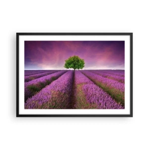 Poster în ramă neagră - În câmpurile de lavandă - 70x50 cm