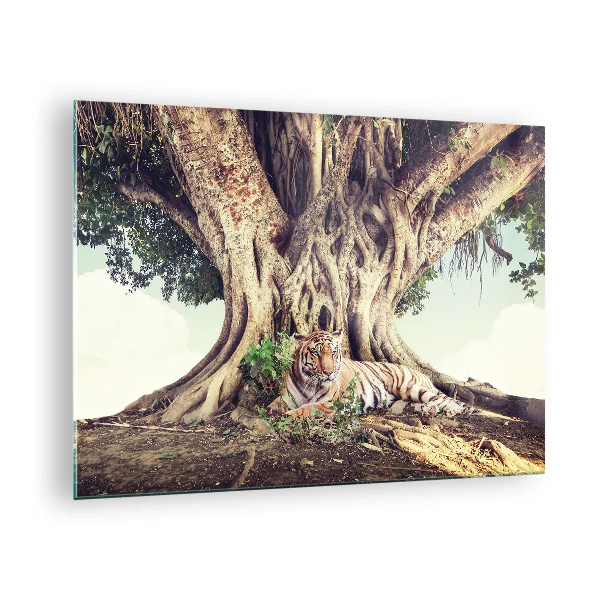 Tablou pe sticlă - Un tigru întins sub un copac întins în junglă - 70x50cm - O perspectivă din Geneză - Decorațiune modernă pentru perete pentru living și dormitor ARTTOR