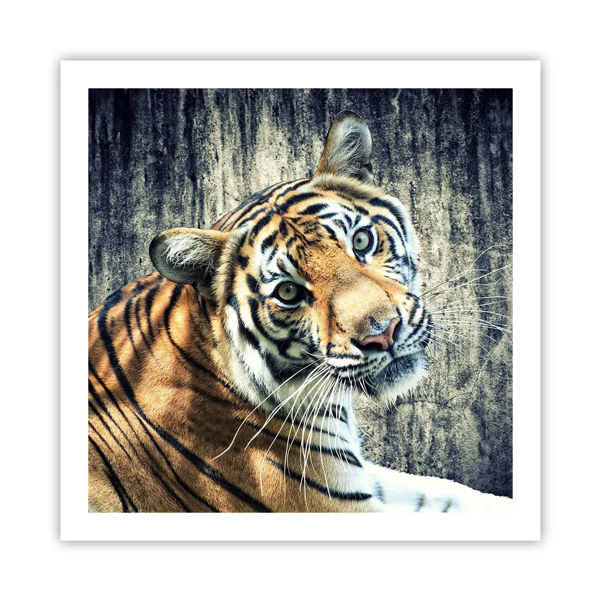 Poster - Portret în fluxuri de lumină - 60x60 cm