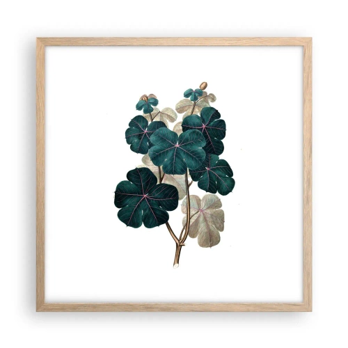 Poster în ramă de stejar deschis - Dintr-un vechi ierbar - 50x50 cm