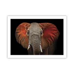 Poster - Sunt sălbatic, și tu? - 70x50 cm