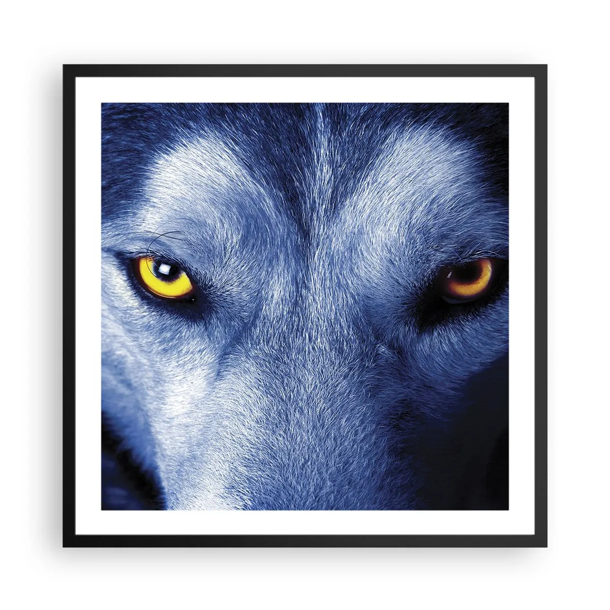 Poster în ramă neagră - O privire hipnotizantă - 60x60 cm