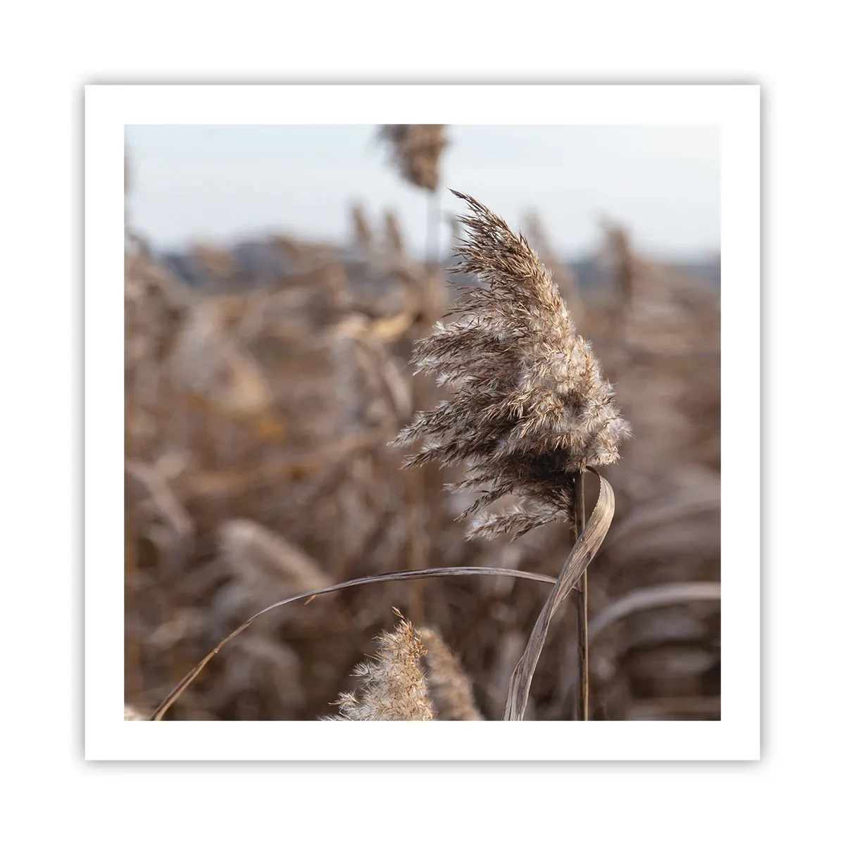 Poster - E timpul să zbori cu vântul - 60x60 cm