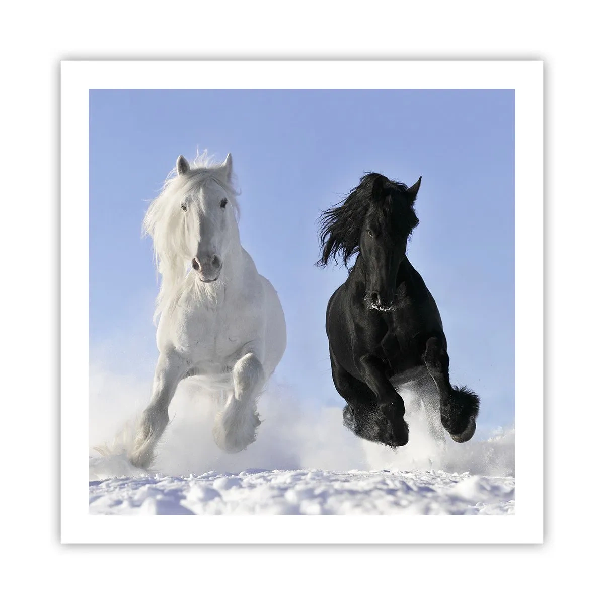 Poster - Galop de alb și negru - 60x60 cm