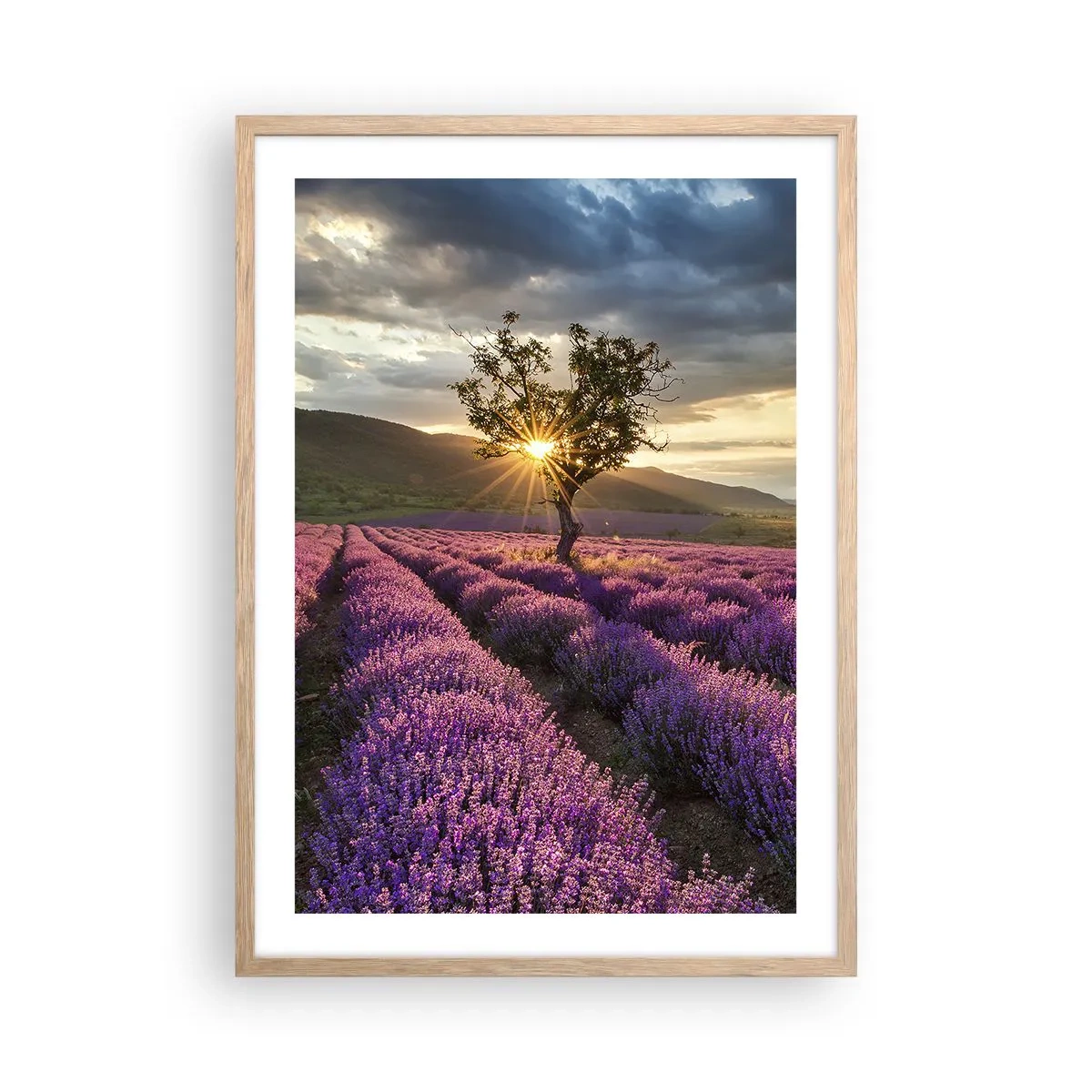 Poster în ramă de stejar deschis - Aroma în liliac - 50x70 cm