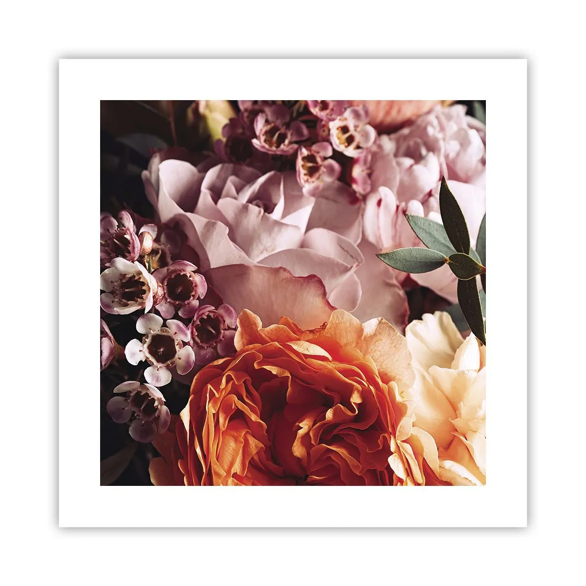 Poster - Înghesuite în frumusețe - 40x40 cm