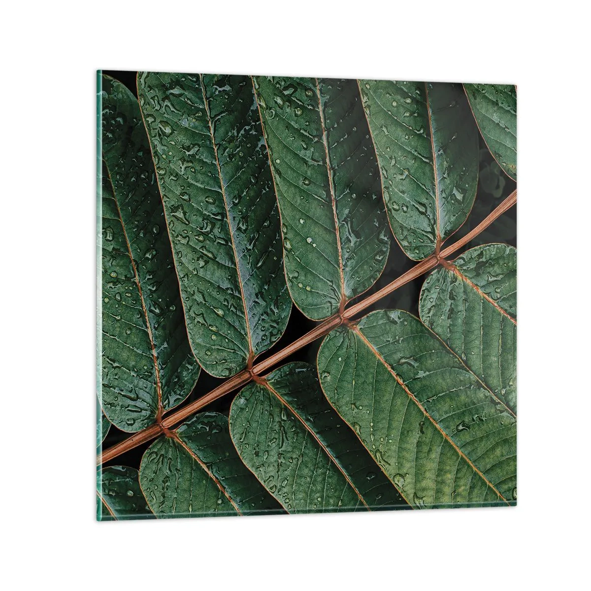 Tablou pe sticlă - Într-un ritm verde - 30x30 cm