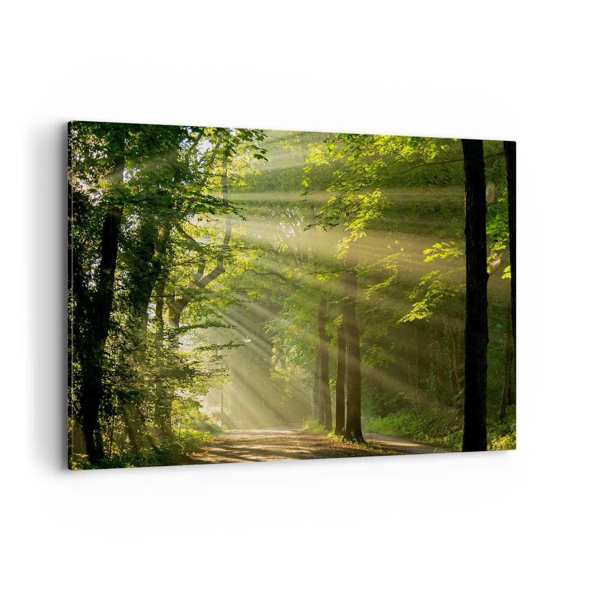 Tablou pe pânză - Moment de pădure - 100x70 cm