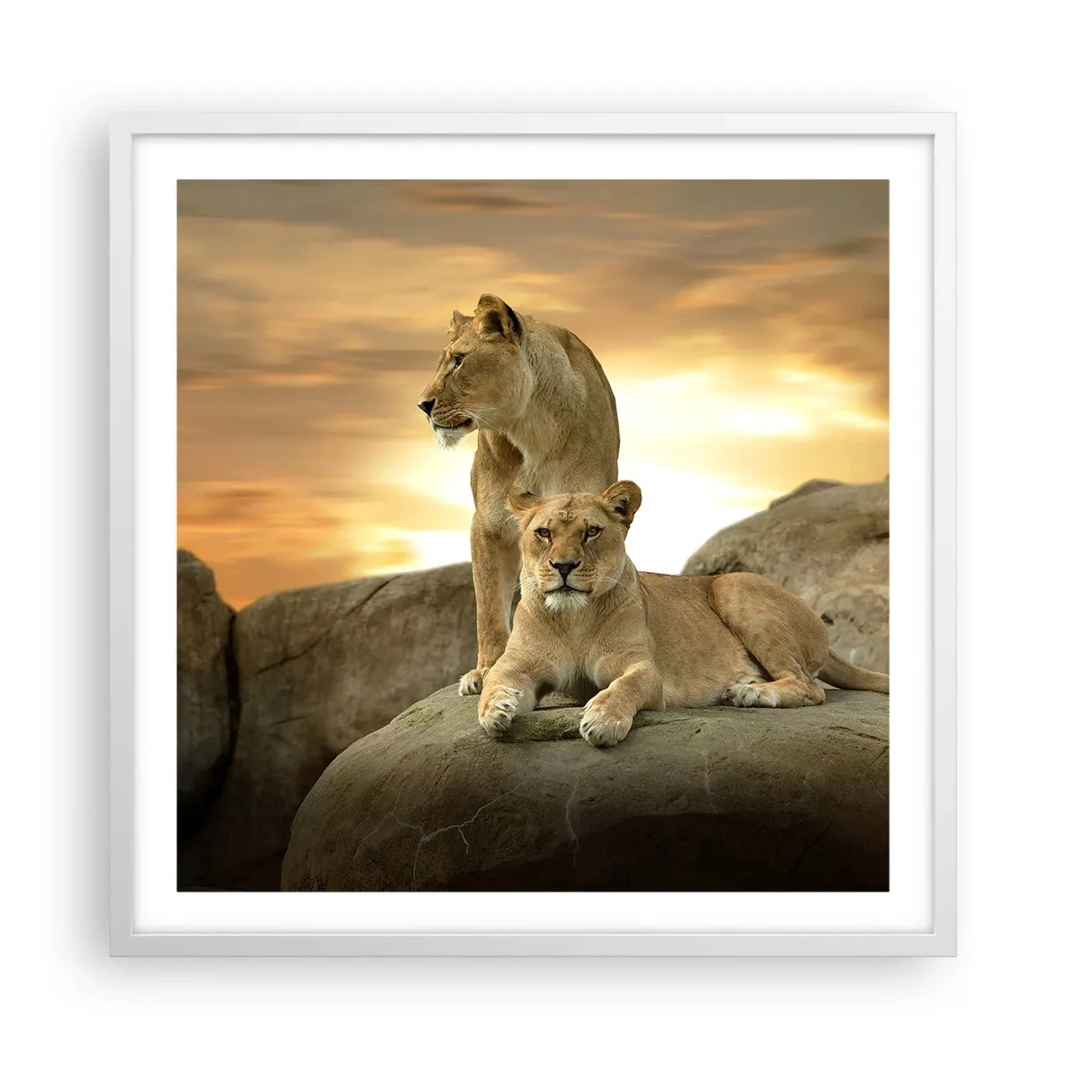 Poster în ramă albă - Maiestate regală - 60x60 cm