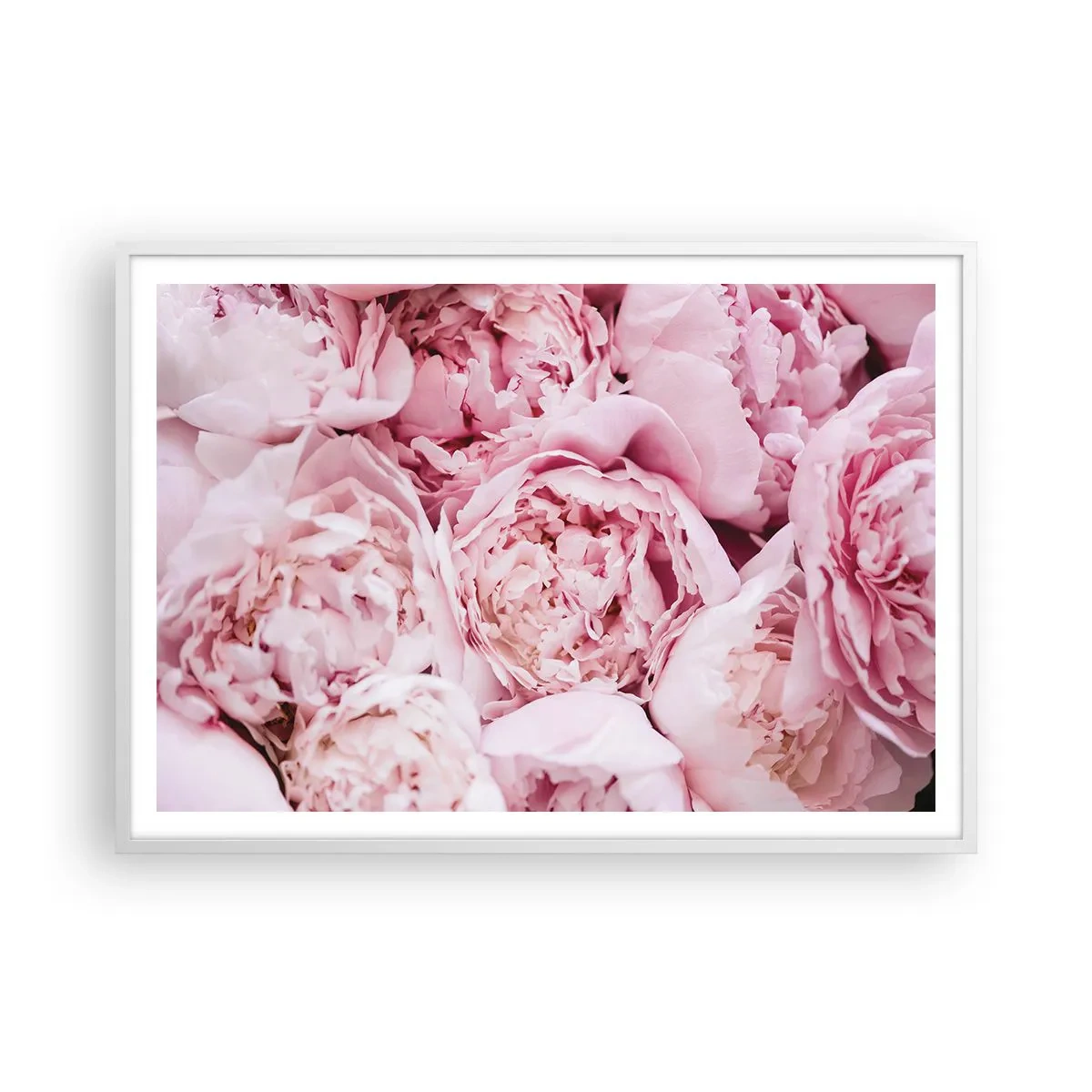 Poster în ramă albă - Îmbrățișate și parfumate - 100x70 cm