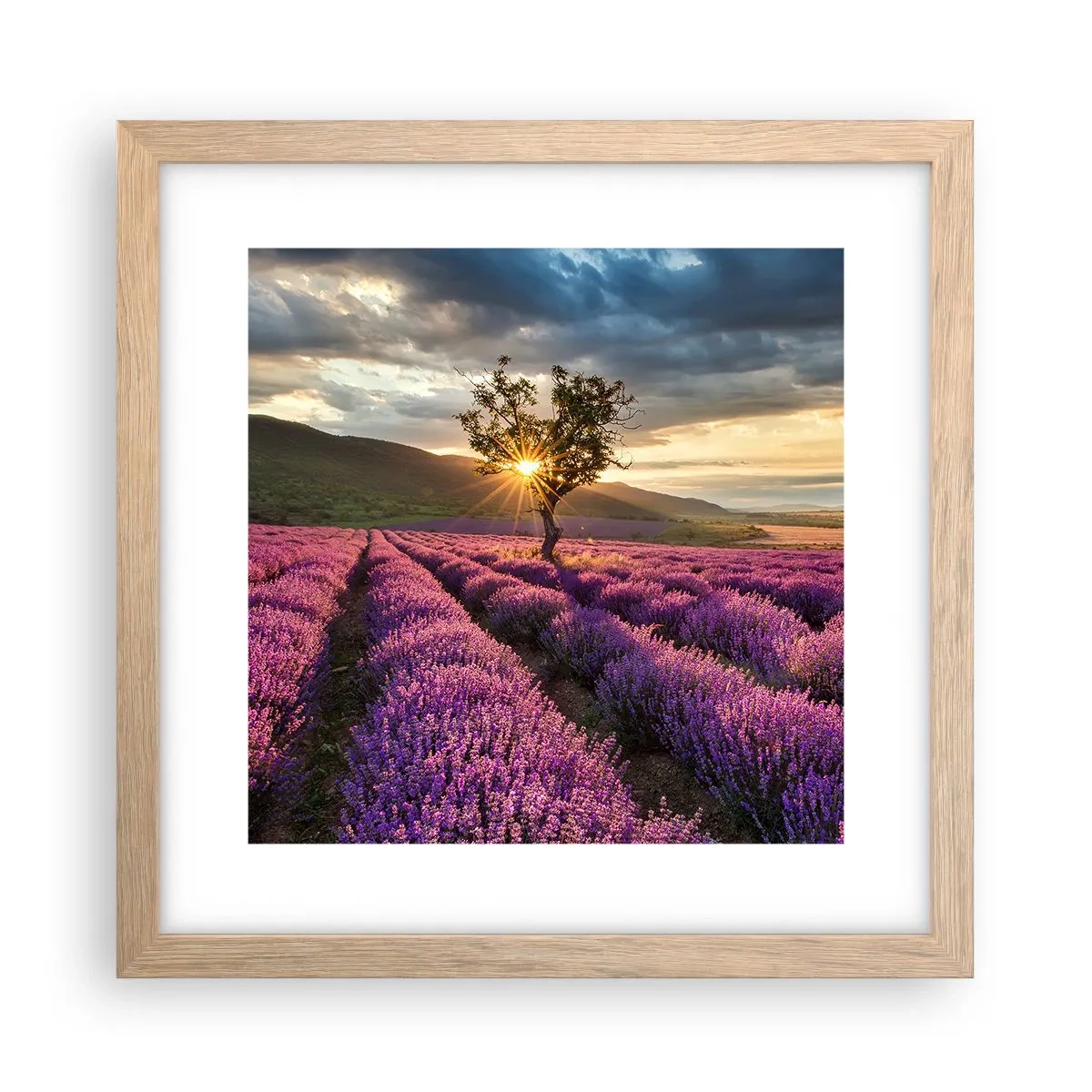 Poster în ramă de stejar deschis - Aroma în liliac - 30x30 cm