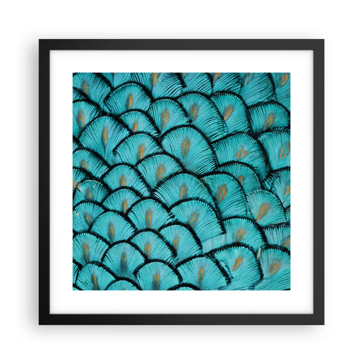 Poster în ramă neagră - Marea gală a penelor - 40x40 cm