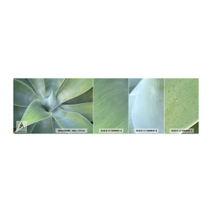 Mostră tapet autocolant Deluxe Sticker - Nașterea verdeții - Suculent, Agavă, Botanică - 100x30 cm