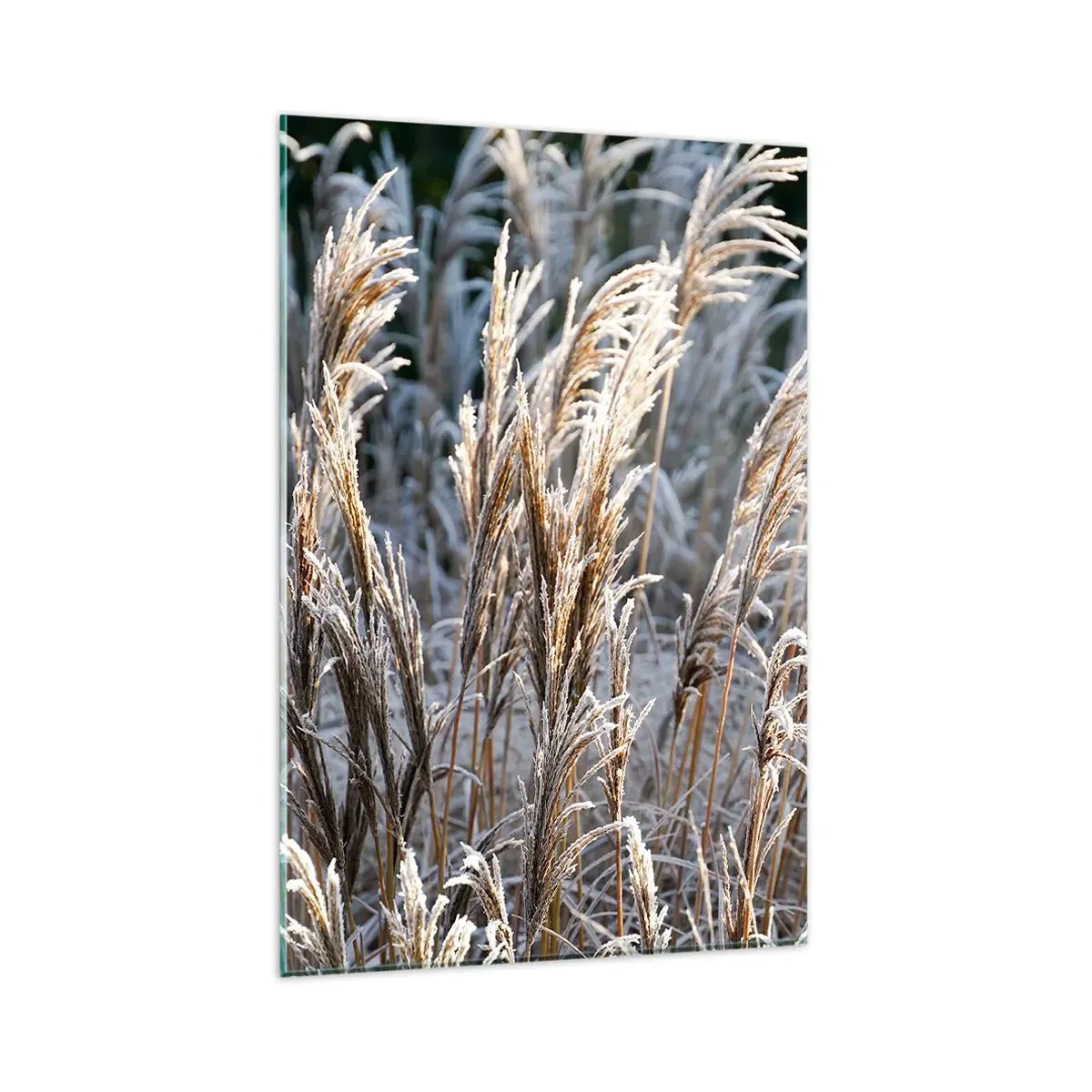 Tablou pe sticlă - Împodobite cu brumă - 80x120 cm