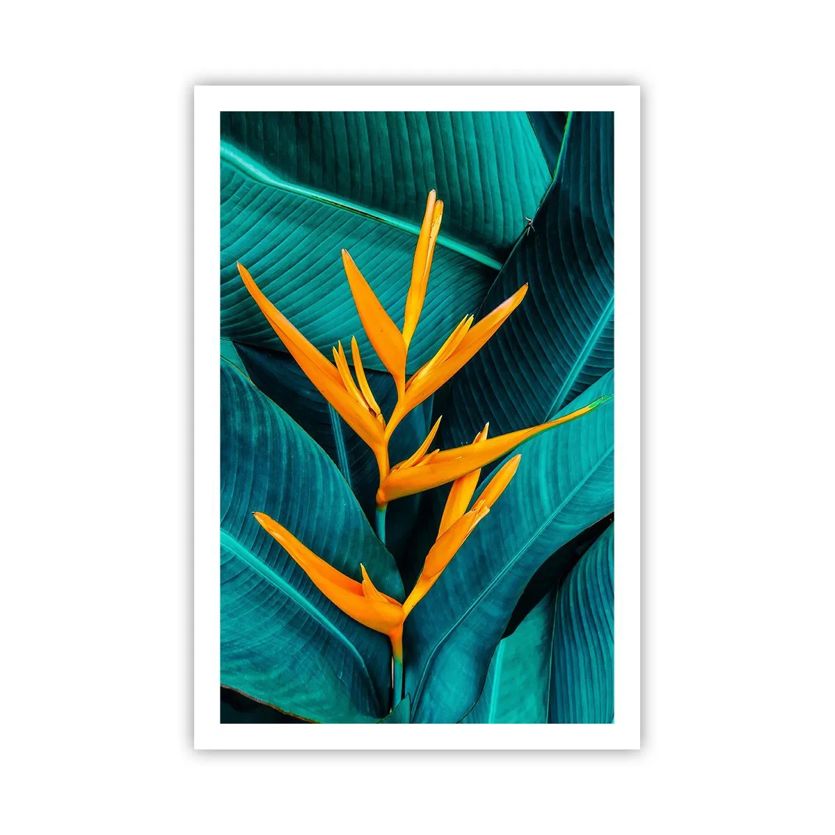 Poster - Floarea Edenului - 61x91 cm