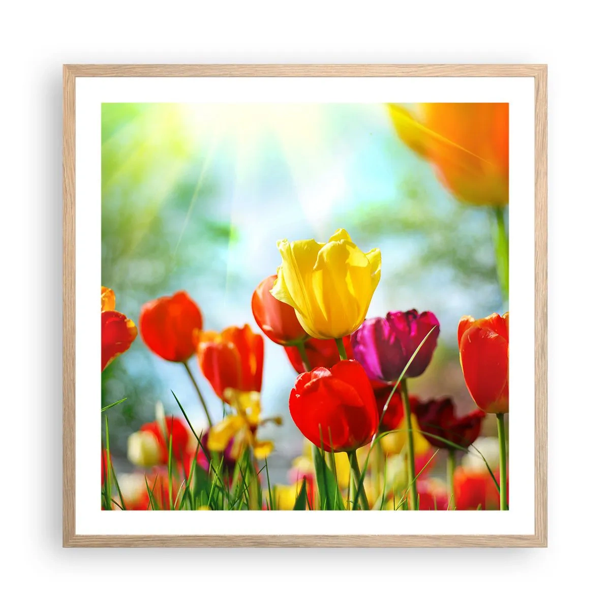 Poster în ramă de stejar deschis - Toate culorile soarelui - 60x60 cm