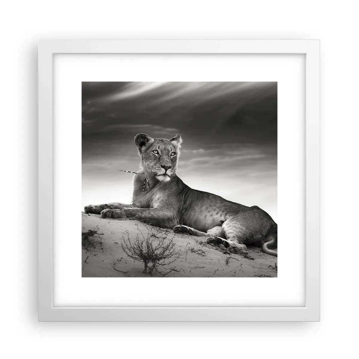 Poster în ramă albă - Odihna reginei deșertului - 30x30 cm