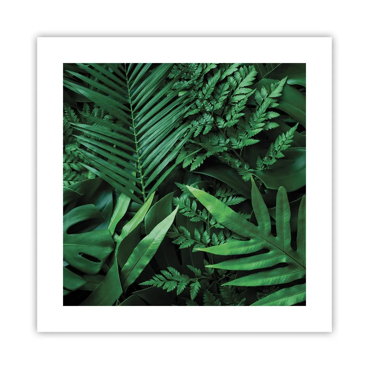 Poster - Înfășurate în verde - 40x40 cm