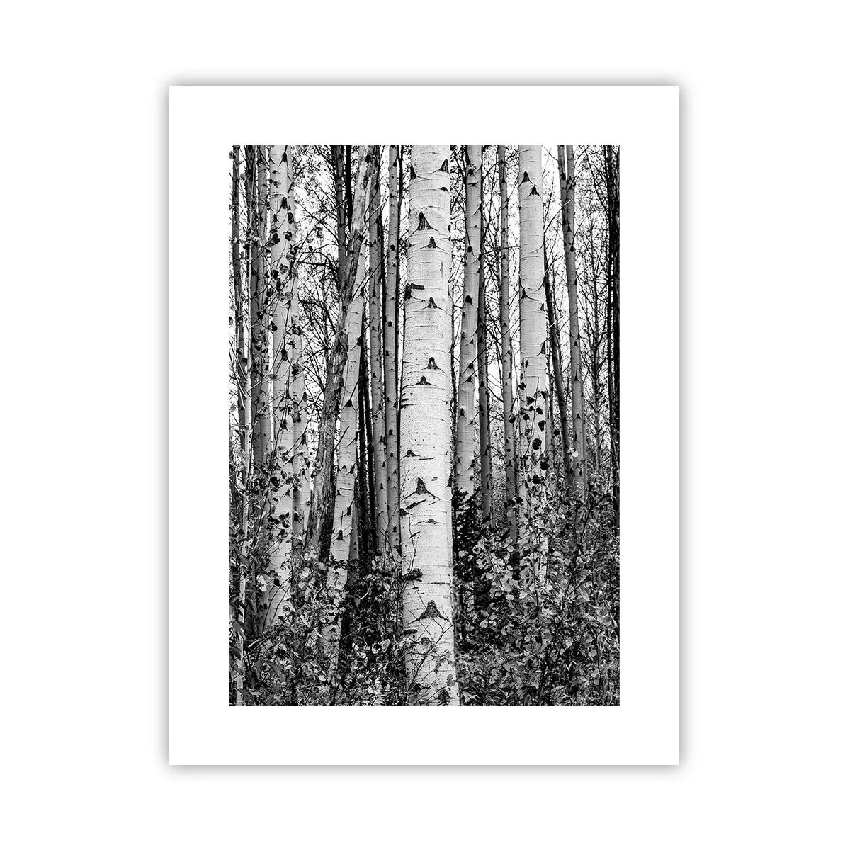 Poster - Coloane de mesteacăn - 30x40 cm