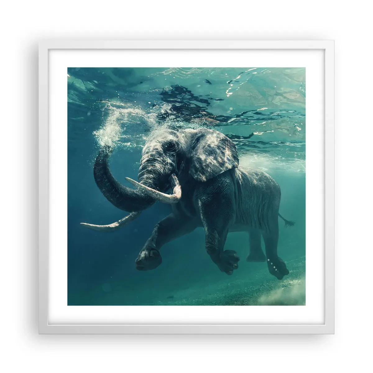 Poster în ramă albă - Tuturor le place să înoate - 50x50 cm