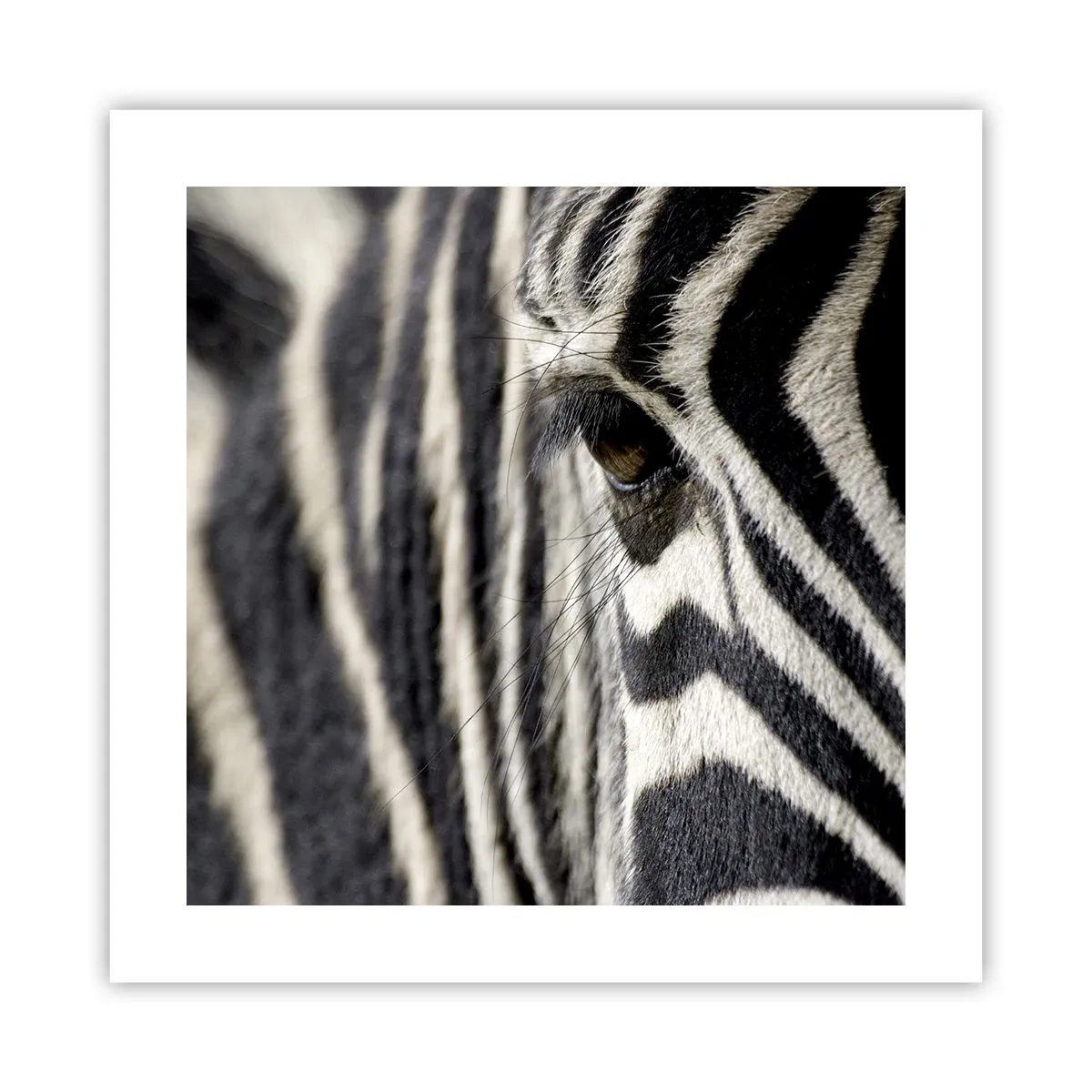 Poster - Portret cu dungi - 40x40 cm