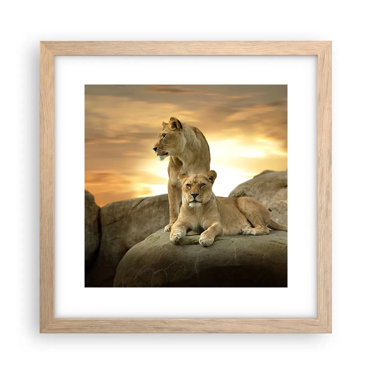 Poster în ramă de stejar deschis - Maiestate regală - 30x30 cm