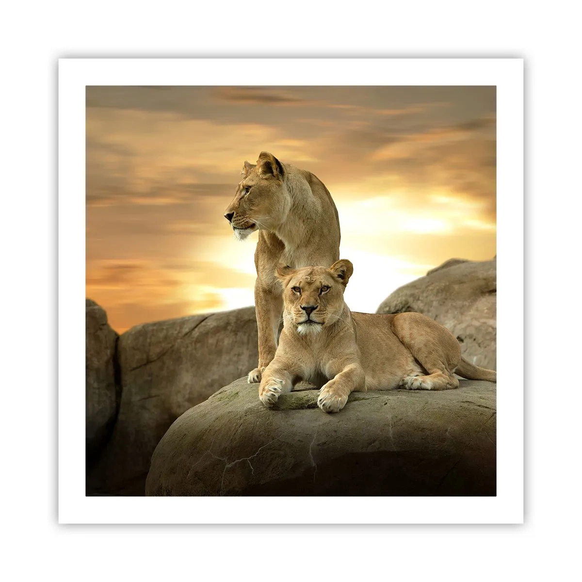 Poster - Maiestate regală - 60x60 cm