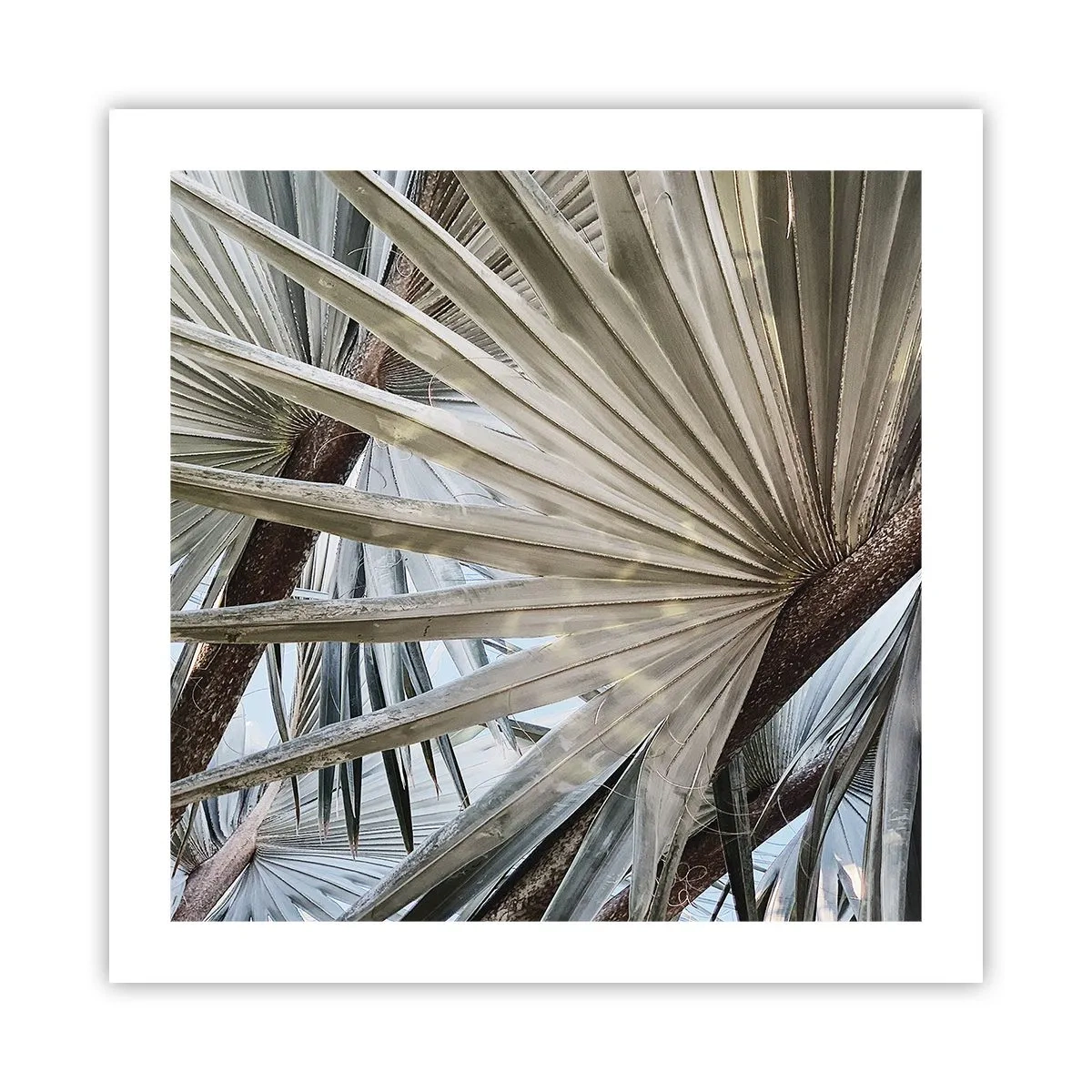 Poster - Evantaie din tropice - 50x50 cm