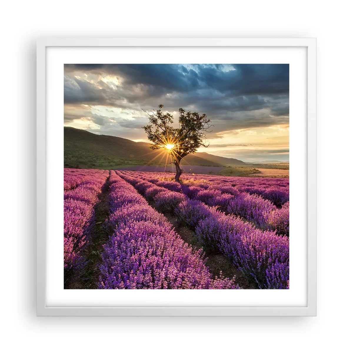 Poster în ramă albă - Aroma în liliac - 50x50 cm