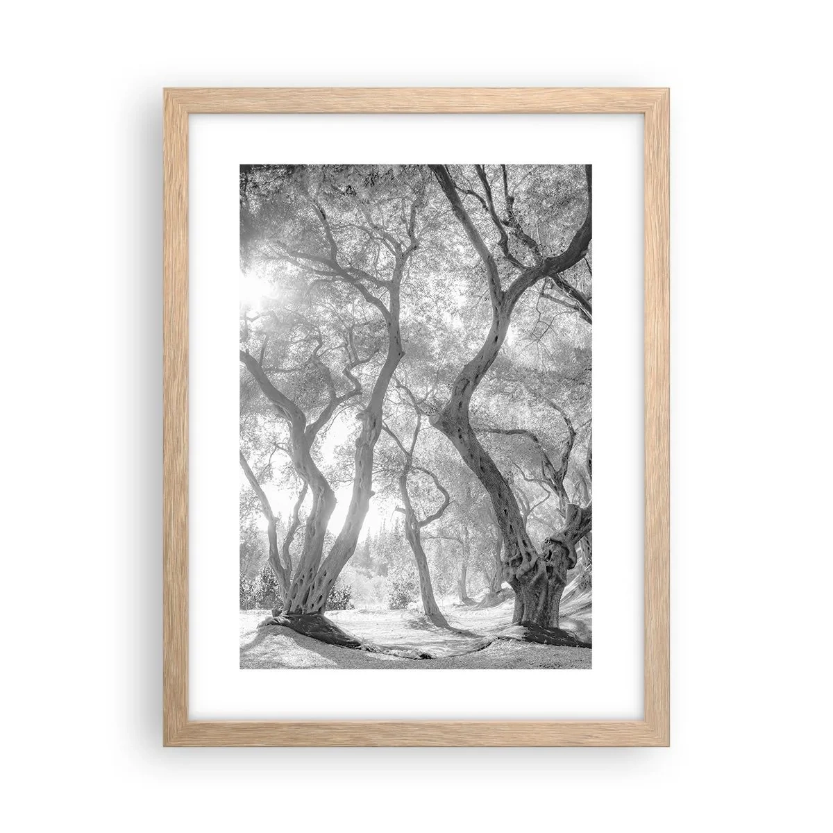 Poster în ramă de stejar deschis - Într-o livadă de măslini - 30x40 cm