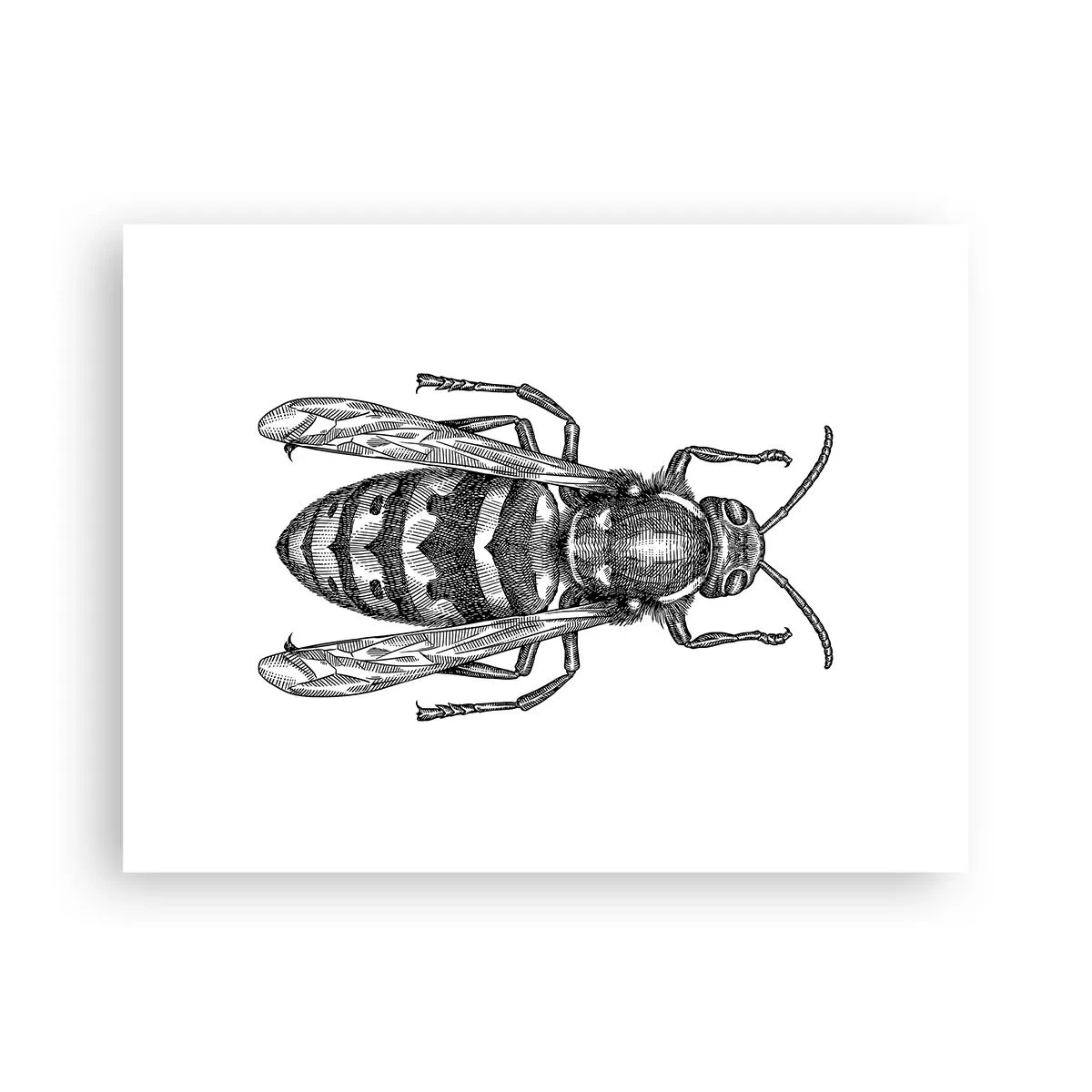 Poster - De pe o planetă de insecte - 40x30 cm