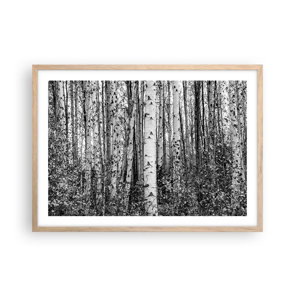 Poster în ramă de stejar deschis - Coloane de mesteacăn - 70x50 cm