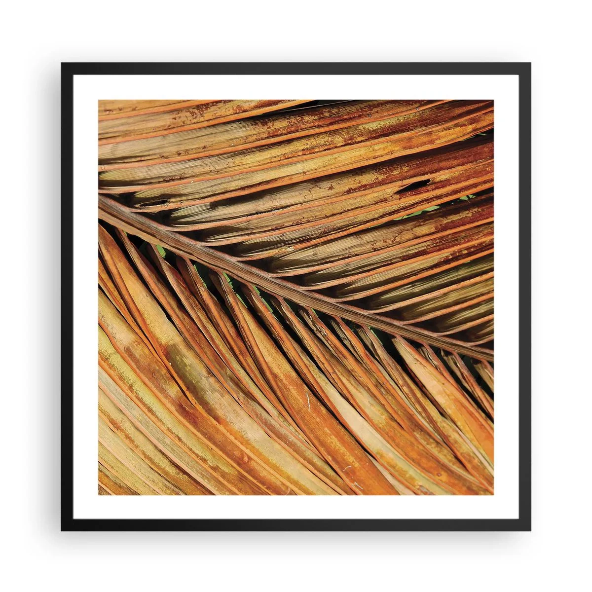 Poster în ramă neagră - Aur de nucă de cocos - 60x60 cm