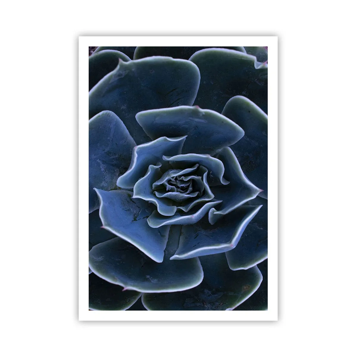 Poster - Floare de deșert - 70x100 cm