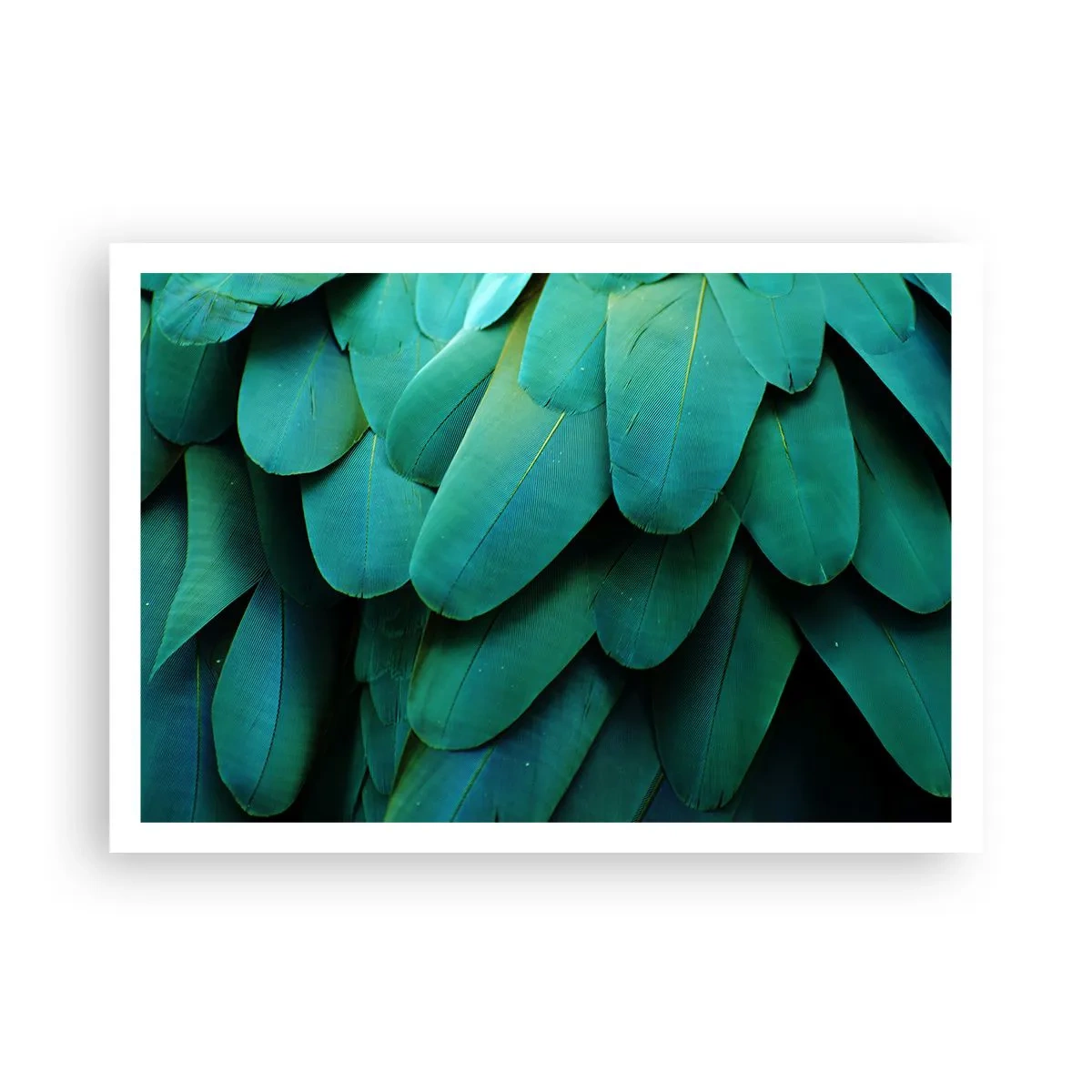 Poster - Precizia naturii papagalicești - 100x70 cm