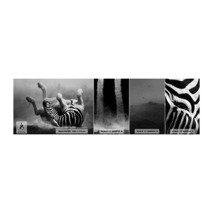 Mostră tapet autocolant Deluxe Sticker - Distracție - Animale, Coaste, Natură - 100x30 cm
