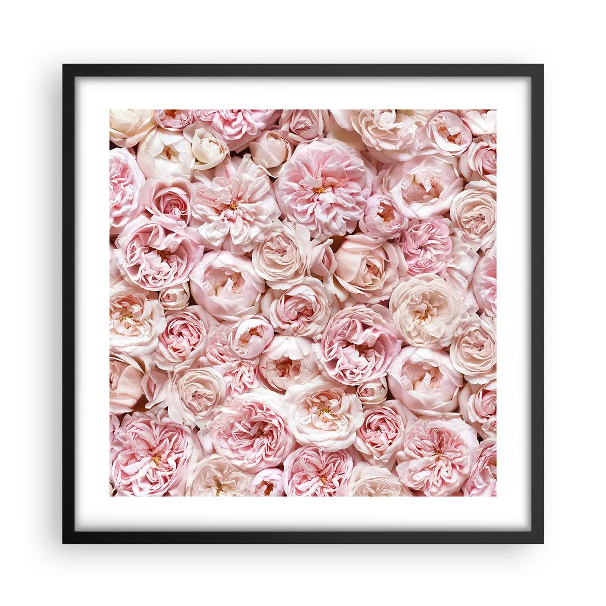 Poster în ramă neagră - Presărat cu trandafiri - 50x50 cm