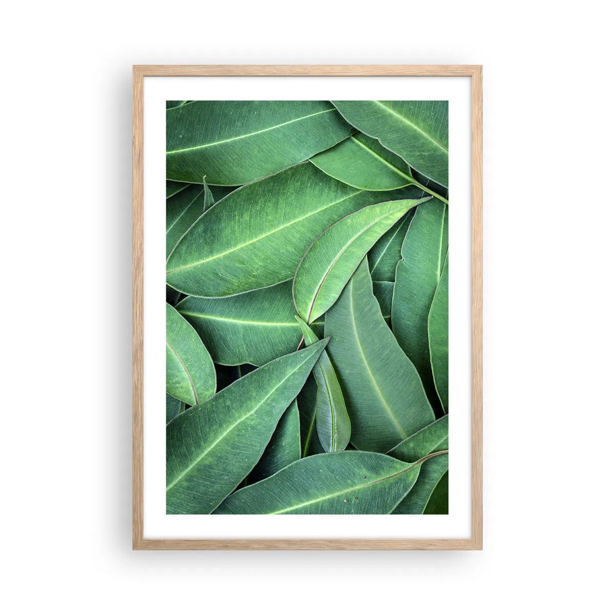 Poster în ramă de stejar deschis - Suculente și proaspete - 50x70 cm