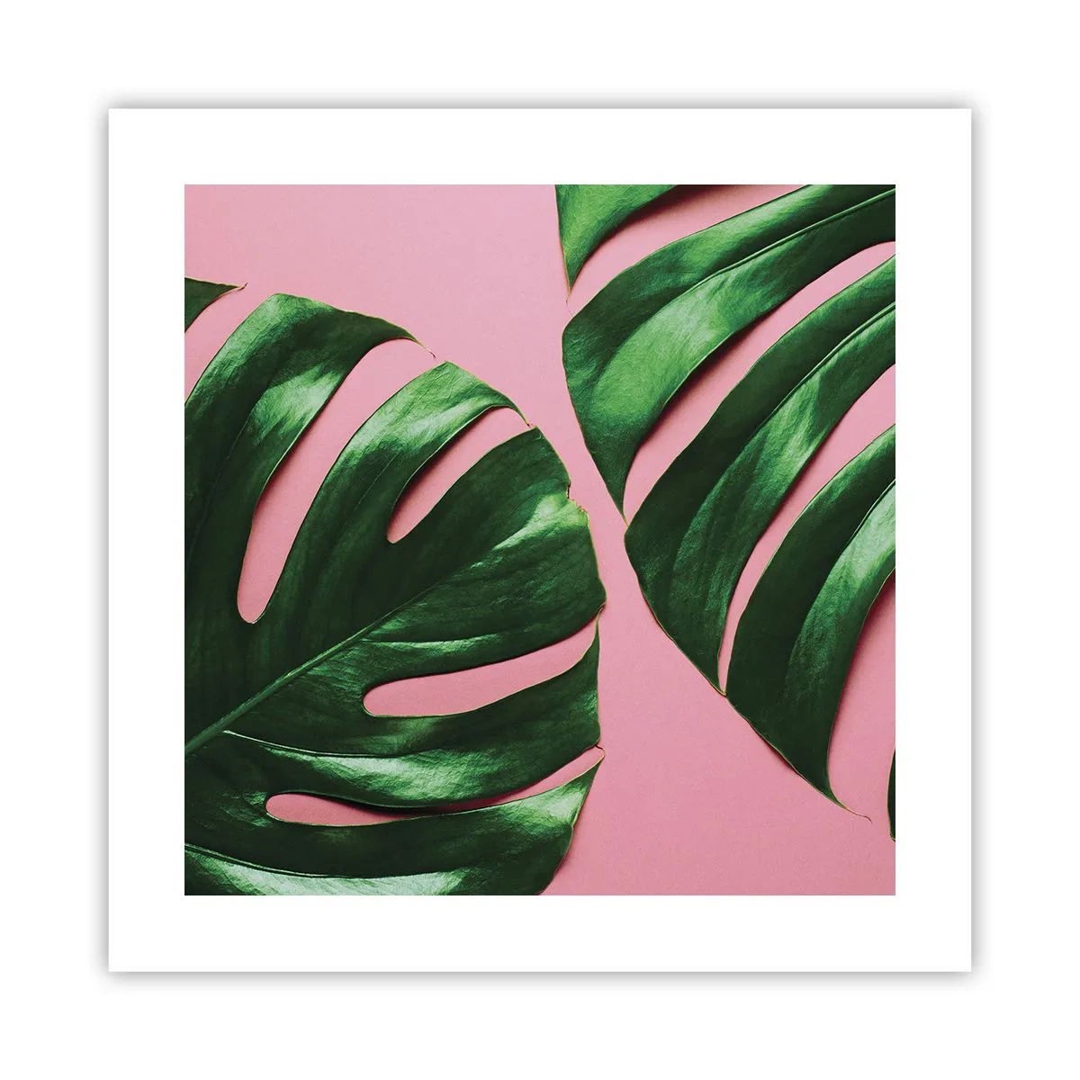 Poster - Întâlnire verde - 40x40 cm