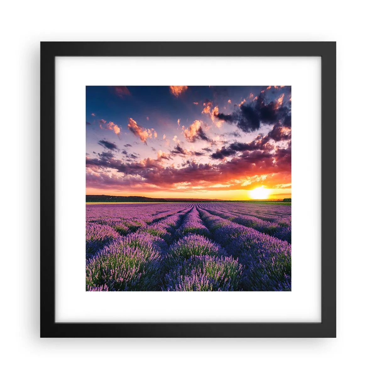 Poster în ramă neagră - Lumea lavandei - 30x30 cm