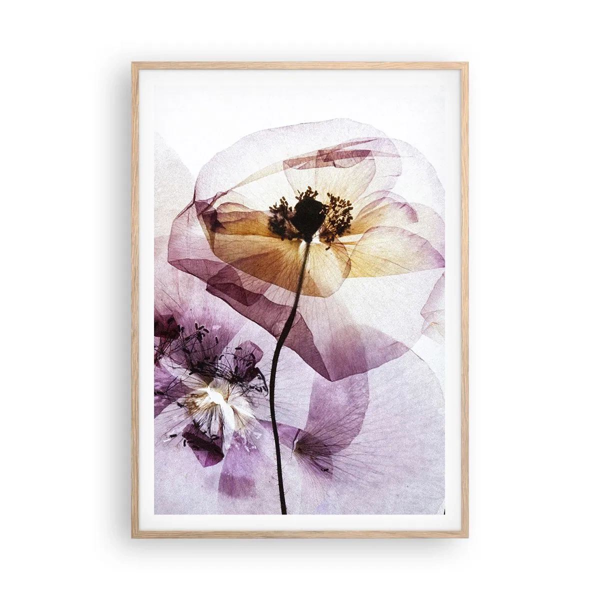 Poster în ramă de stejar deschis - Corp de flori transparente - 70x100 cm