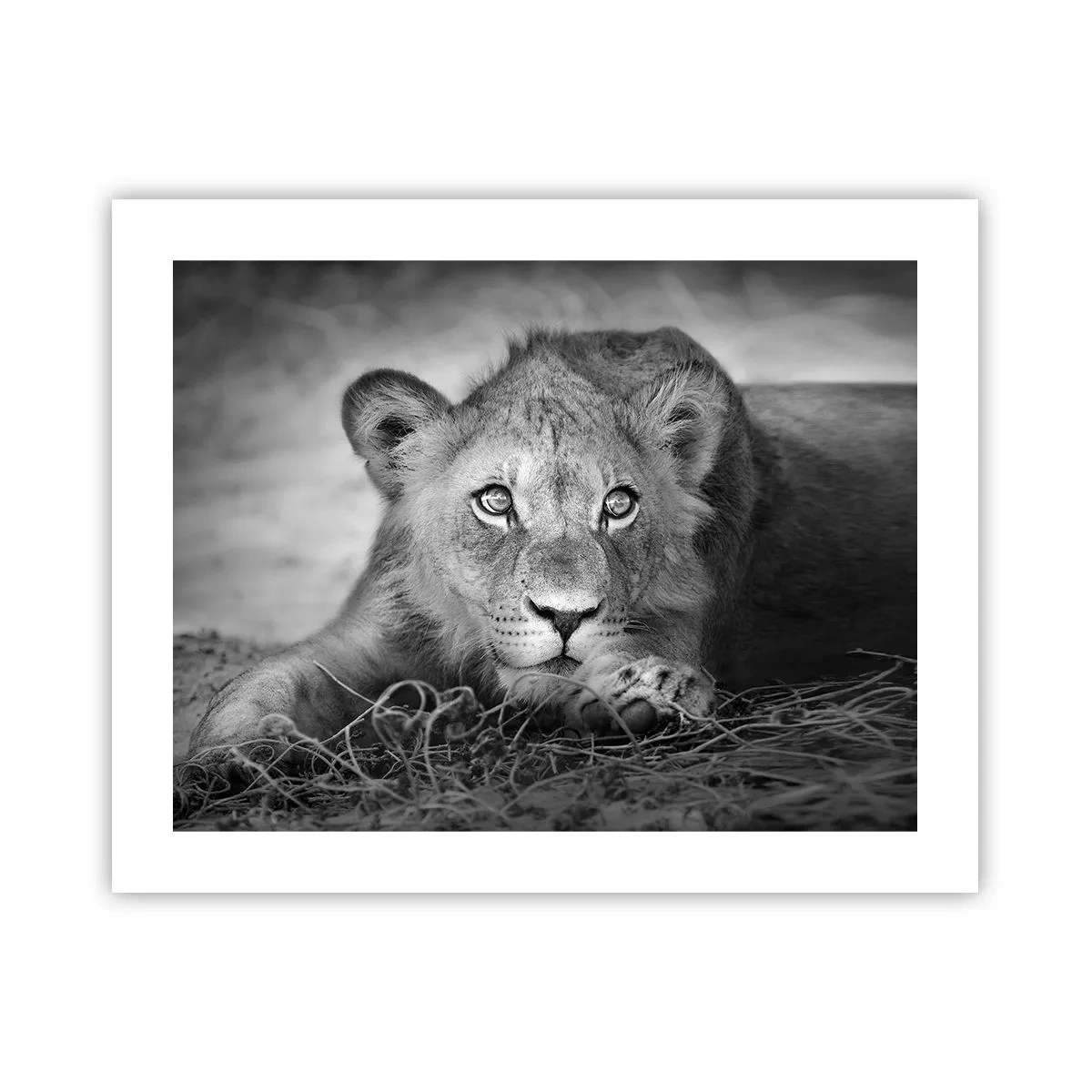 Poster - Pisicuța regală - 50x40 cm