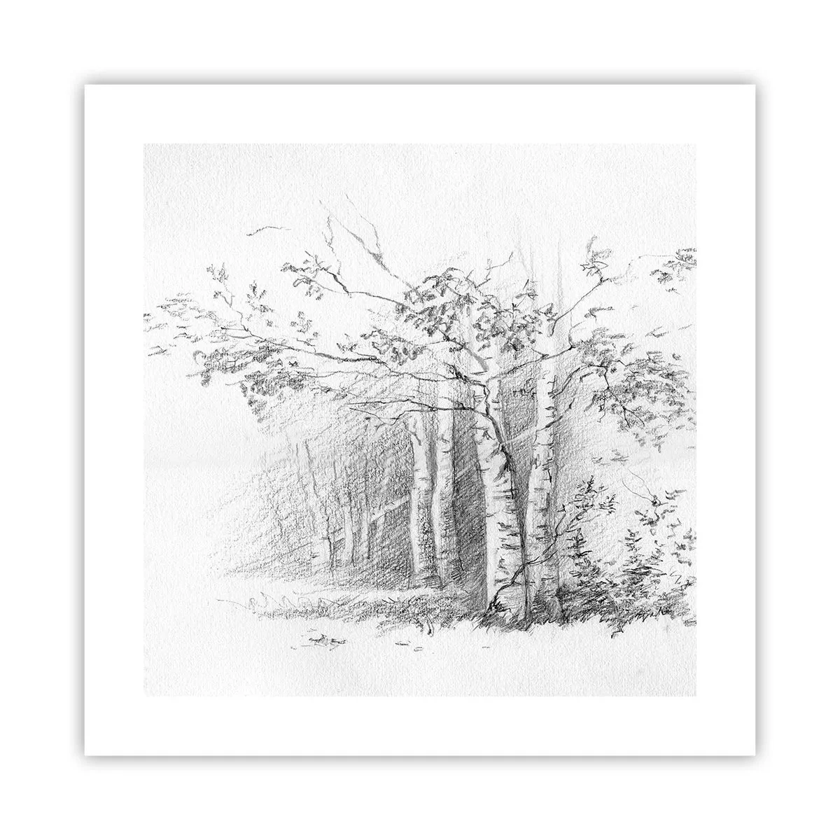 Poster - Lumina pădurii de mesteceni - 40x40 cm