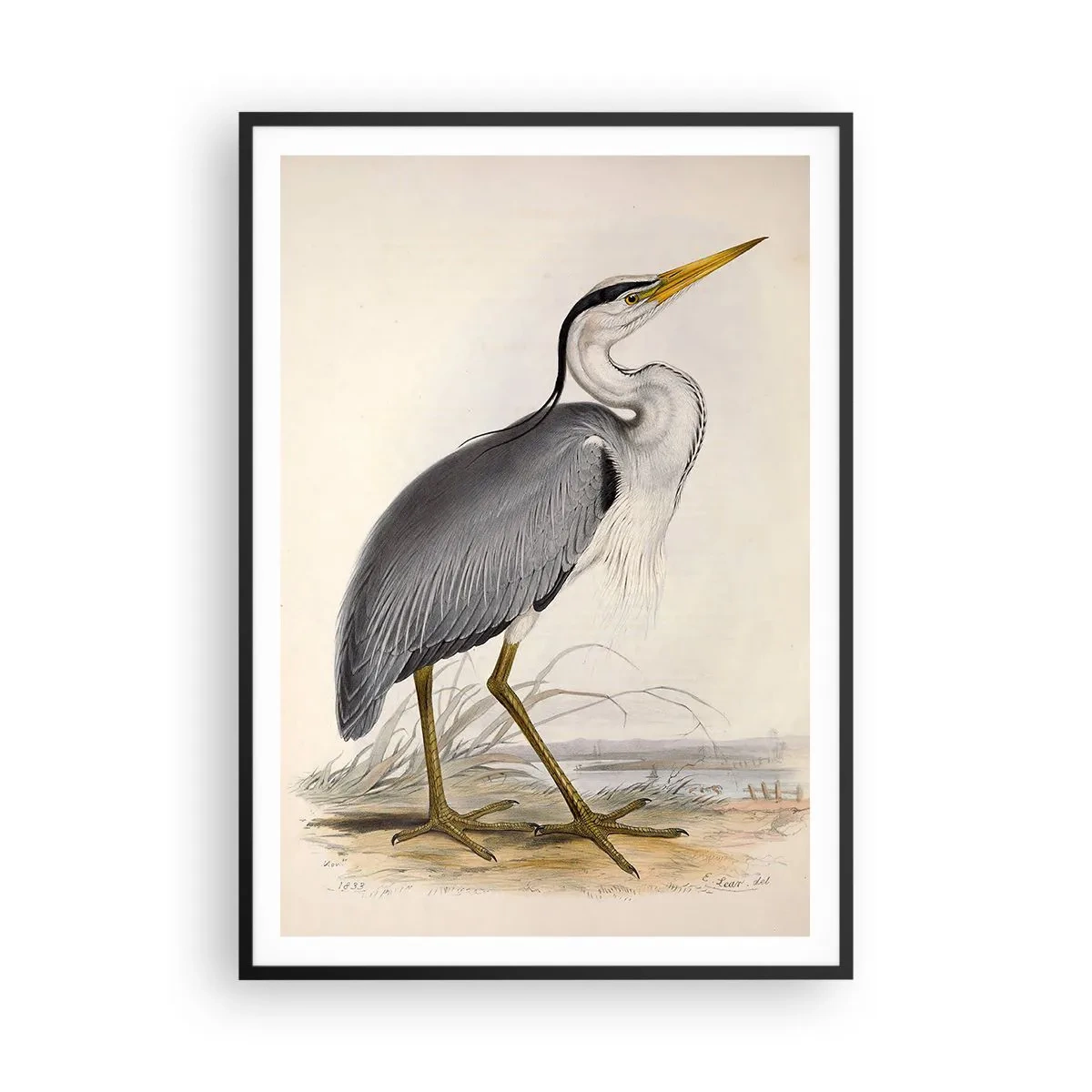 Poster în ramă neagră - Farmecul unui stârc - 70x100 cm