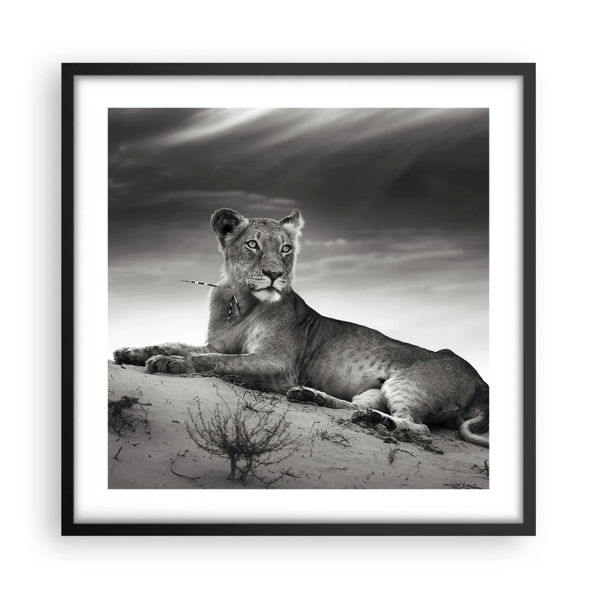 Poster în ramă neagră - Odihna reginei deșertului - 50x50 cm