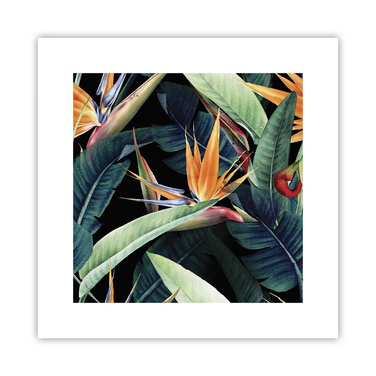Poster - Florile de flacără ale tropicelor - 30x30 cm