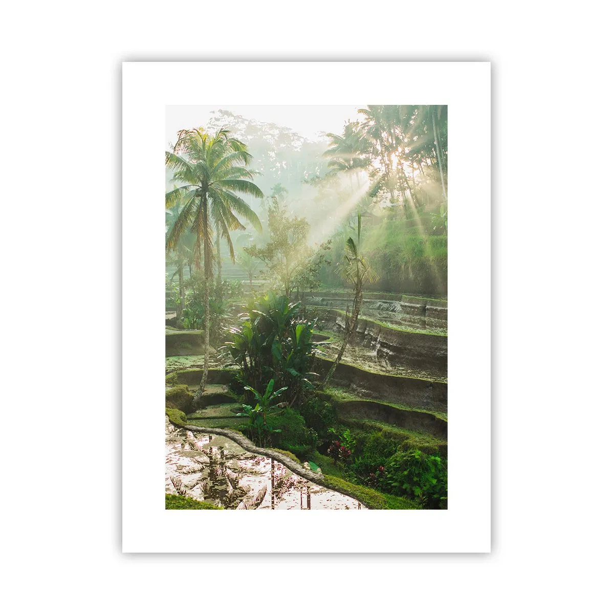 Poster - Crescând la soare - 30x40 cm