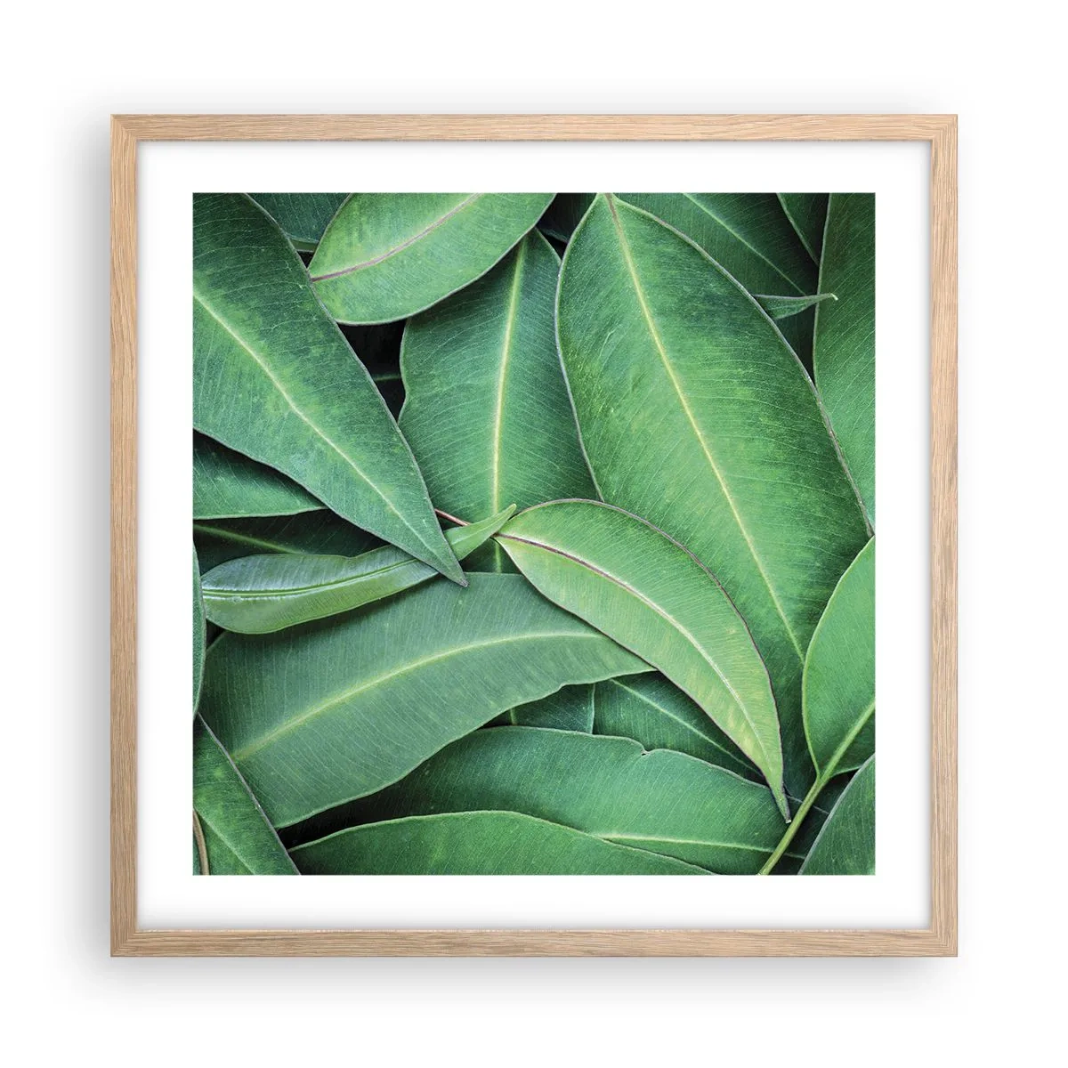 Poster în ramă de stejar deschis - Suculente și proaspete - 50x50 cm